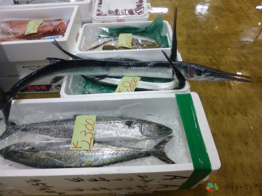 サワラ・魚のフリー素材（市場の写真）