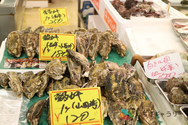 殻牡蠣のフリー素材（市場の写真）