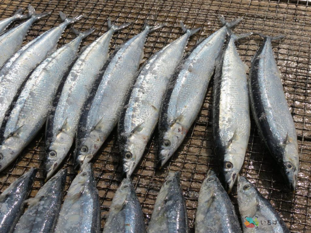 秋刀魚1のフリー素材（市場の写真）