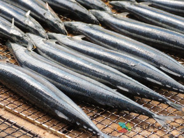 秋刀魚2のフリー素材（市場の写真）