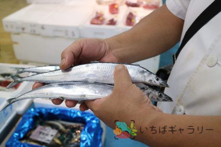 秋刀魚3のフリー素材（市場の写真）