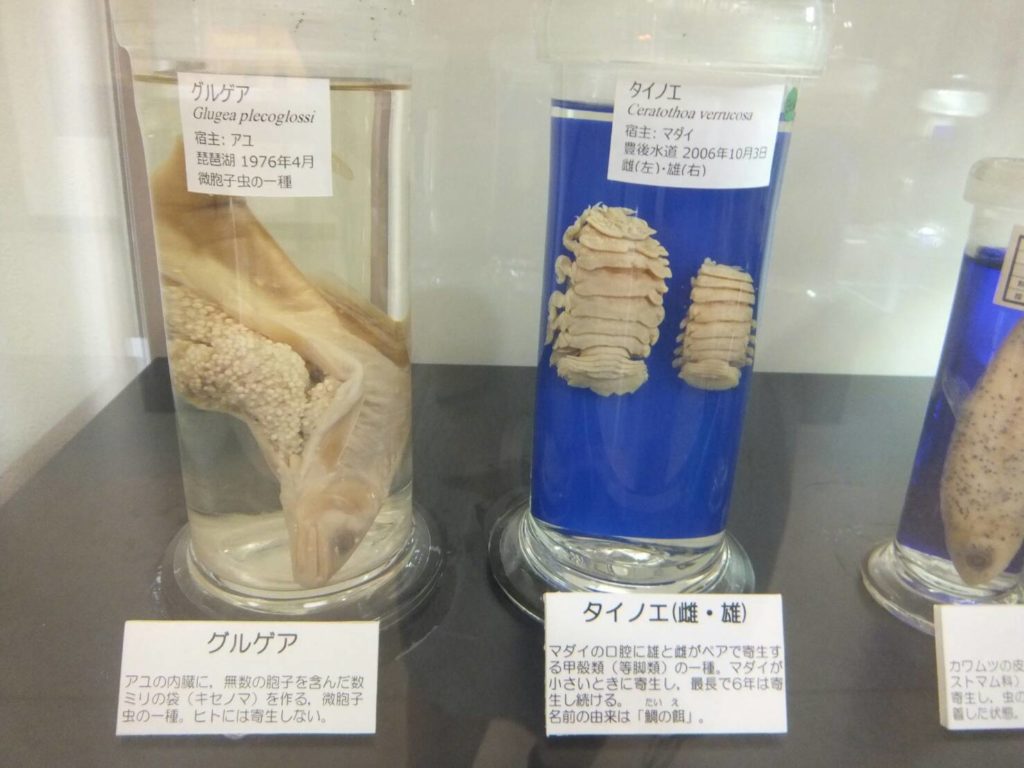 アニサキスについて知ろう 目黒寄生虫館へ Ichibachanblog