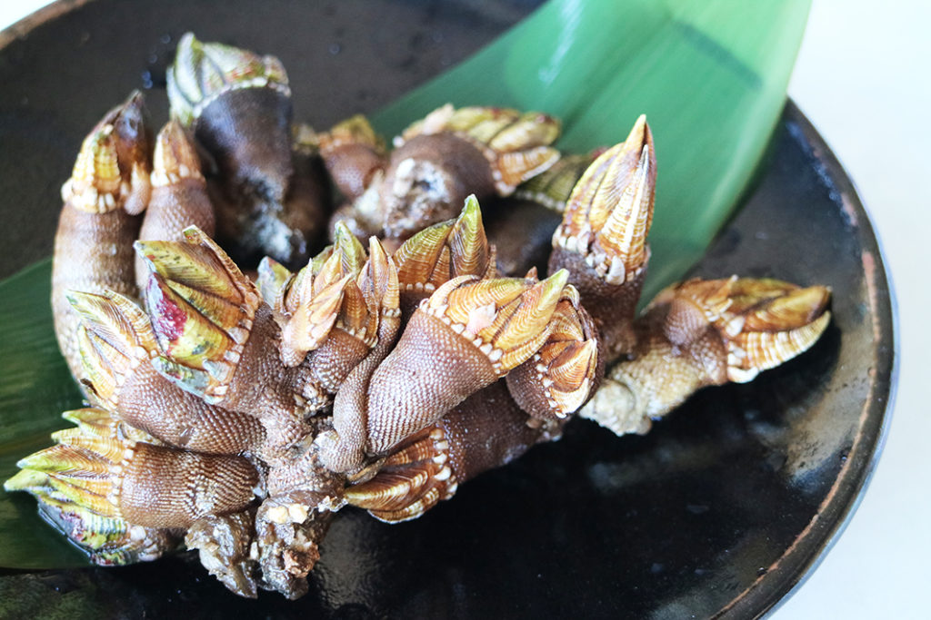 グロテスクだけどとっても美味い 亀の手を食べてみた Ichibachanblog