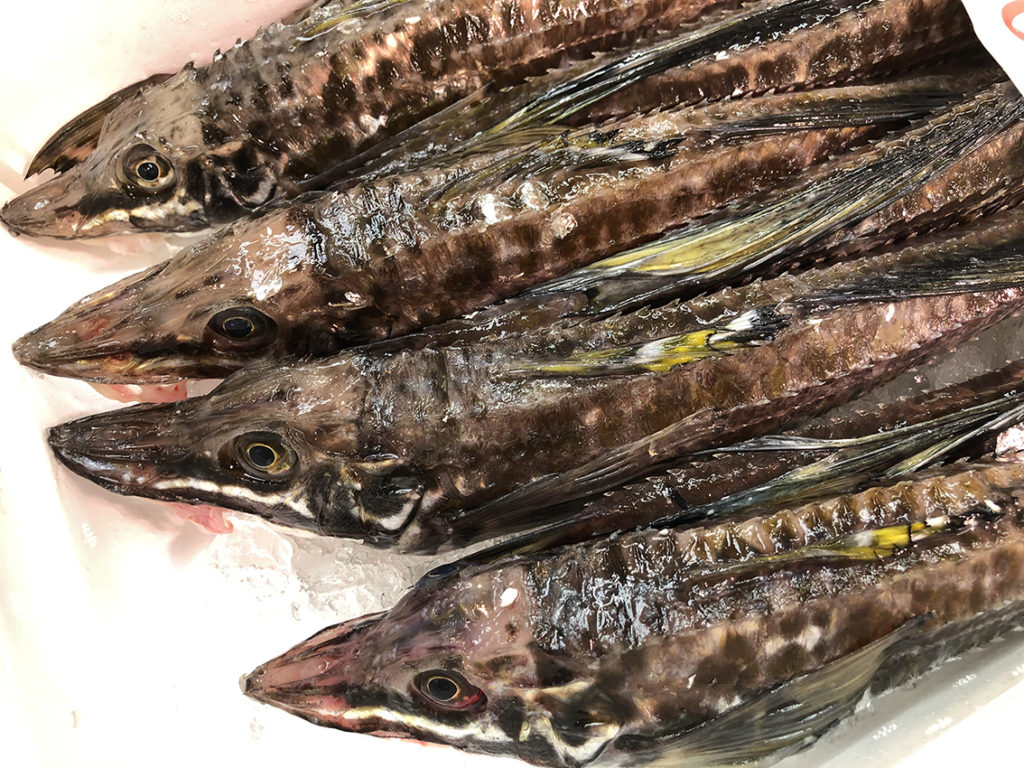 ワニみたいな高級魚 八角を食べてみた Ichibachanblog