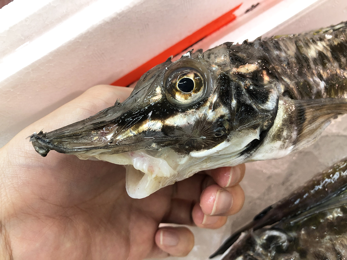 ワニみたいな高級魚 八角を食べてみた Ichibachanblog